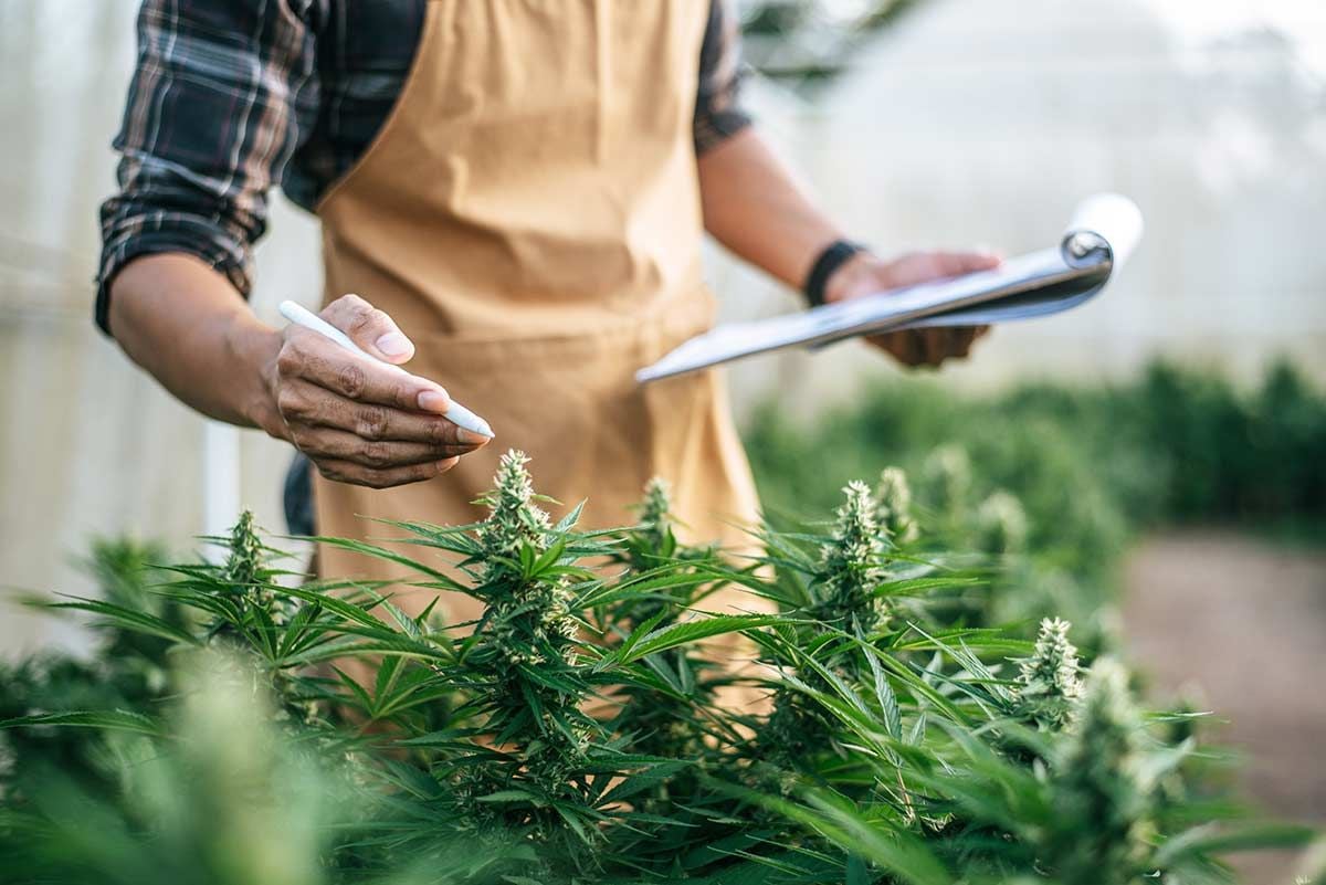 Cannabis Facility Remediation Services: How to Recover, Rebuild, and Stay Compliant Cannabis Facility Remediation Services: How to Recover, Rebuild, and Stay Compliant